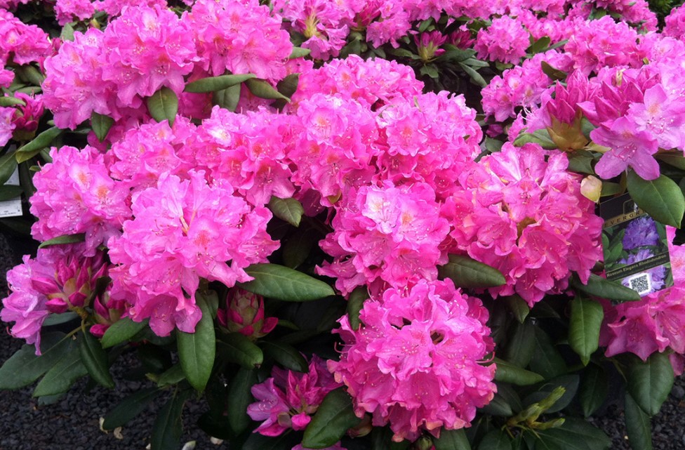 Are Rhododendrons Deer Resistant